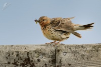 Linduska rudokrka - Anthus cervinus - Red-throated Pipit 5799